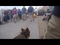 German Shepherd German Shepherd