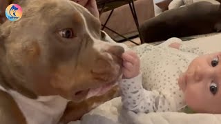 Download Lagu He Once Ruled The House With Chaos, Now He Protects It With Love MP3