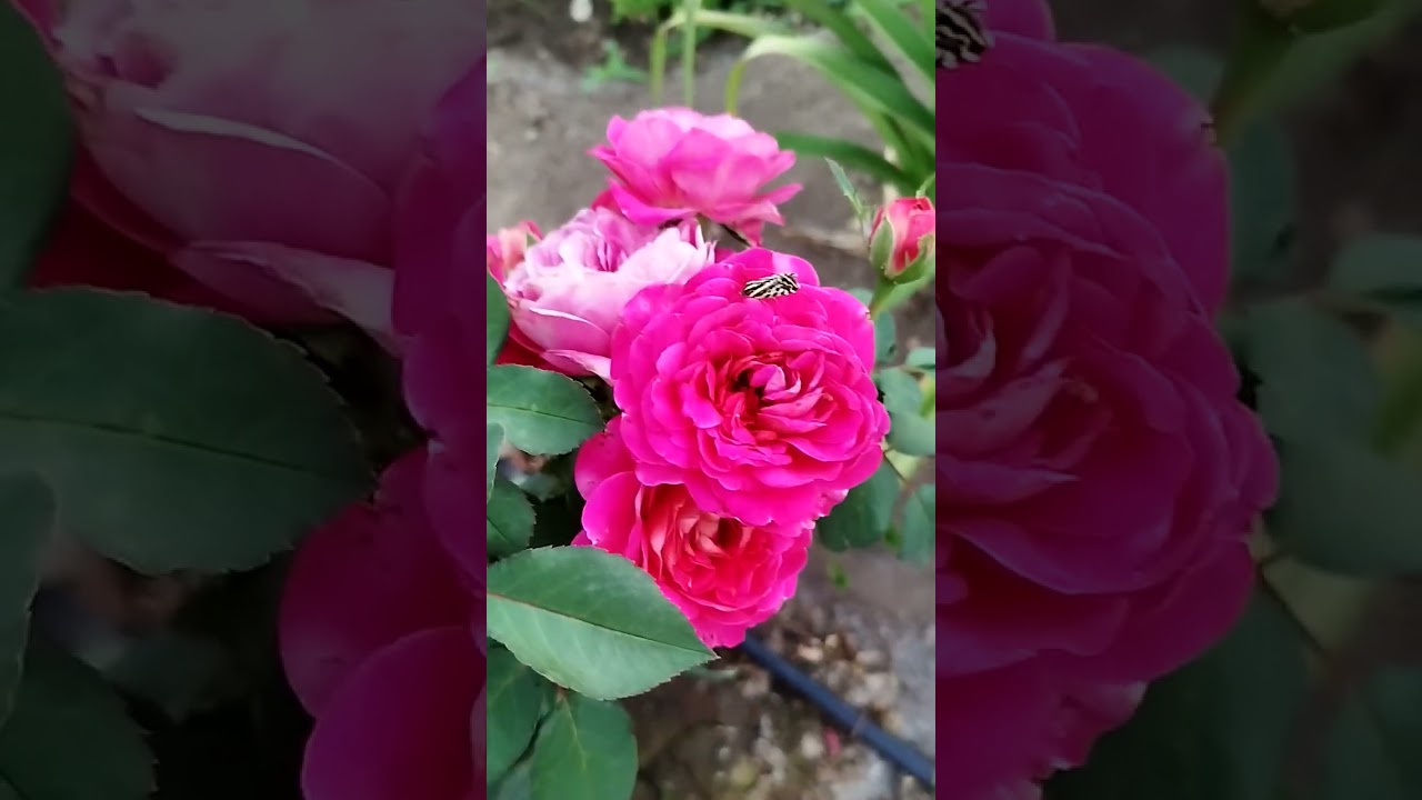 Какая красота ! 😍 Розы, метельчатые гортензии, лилейники, Хосты, гейхеры.