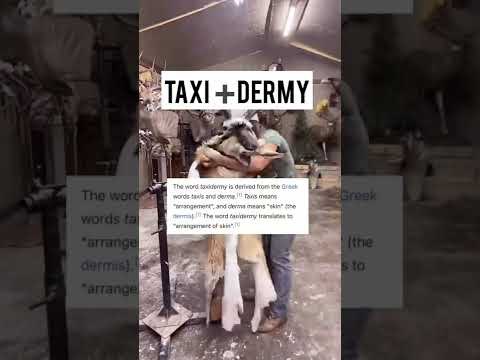 Video: Kas ir mednieka taksidermizācija?