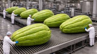 Inside the Chayote Processing Factory: Modern Automation