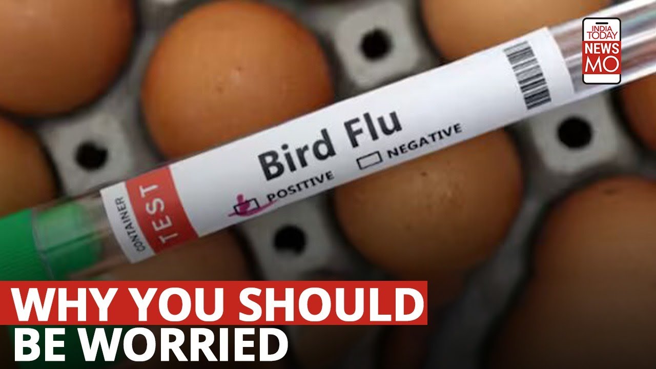 Bird Flu: All You Need To Know About The H5N1 Avian Influenza, And Why ...