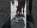 #HelpingFarmers #HorseLove