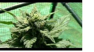 Greenhouse Grow 2014 ep8 - Harvest part 1-2