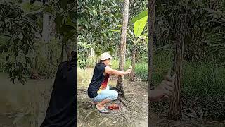 Tarikan Jitu Tepat Di Telok 🤭🤣#funny #comedy #shorts