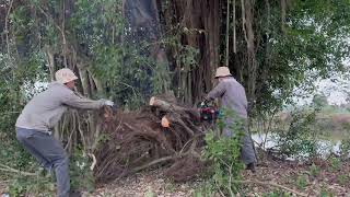 [Cleanup Overgrown] Removing trees that have been neglected for 50 years is dangerous by Cleanup Overgrown 252,641 views 2 months ago 47 minutes