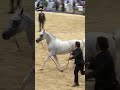 البطل فرهود الشقب جوهرة الخيل العربي المصري في الشقب وخليفة العديد الشقب الجزء الثاني الخيل