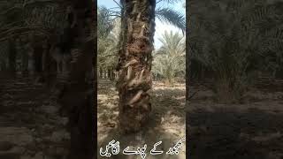 zero budget farming کھجور کے پودے لگائیں 0317 0345132 رابطہ نمبر