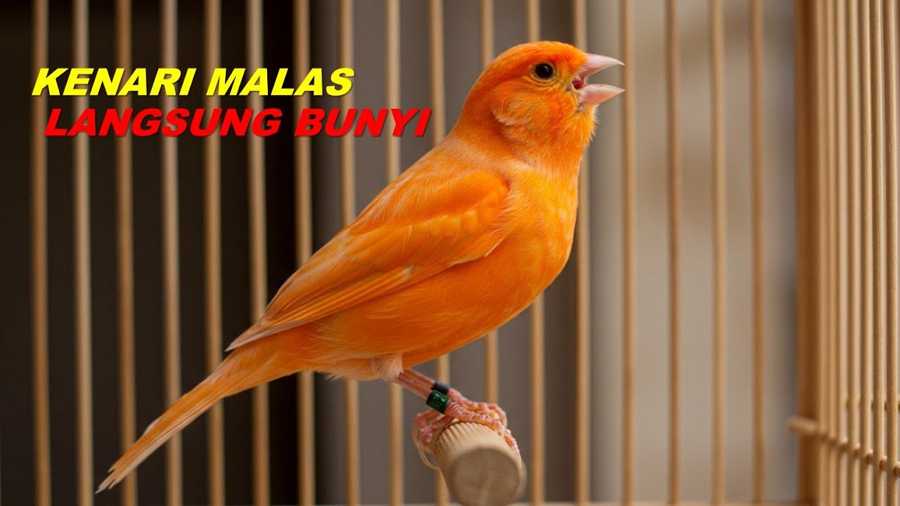Kenari Cepat Hafal Suara: Tips Melatih dan Merawatnya dengan Baik Kenari Cepat Hafal Suara: Tips Melatih dan Merawatnya dengan Baik