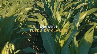 19.06.2026 Mısıra Ilk Su Verildi 🌽🌽🌽 Kader Gayrete Aşıktır 🌽🌽🌽 Im