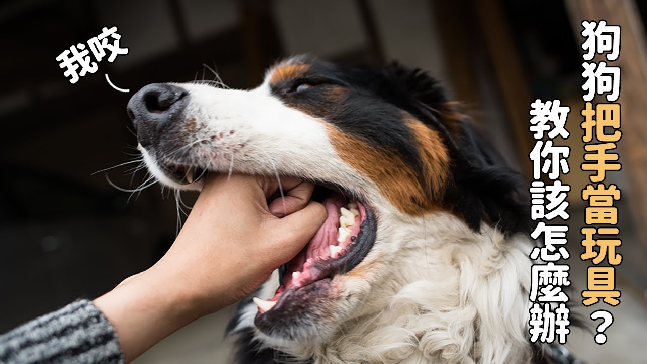 好痛！狗狗把你的手當成玩具？教你該怎麼辦｜教他不要放棄他