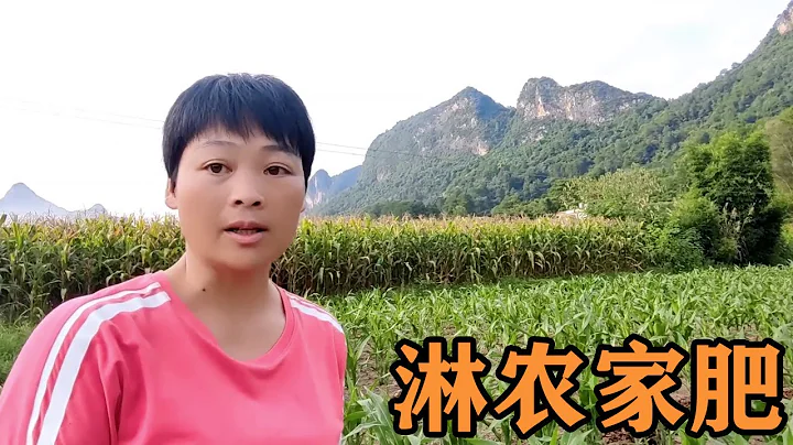 在40度的高溫下給玉米淋農家肥，徐姐的腳不小心撞到了，淤青了一大片【小徐】 - 天天要聞