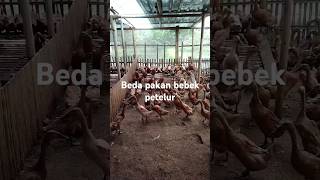 Download Lagu #peternak#bebek petelur#harus#tau#2 perbandingan#pakan# MP3