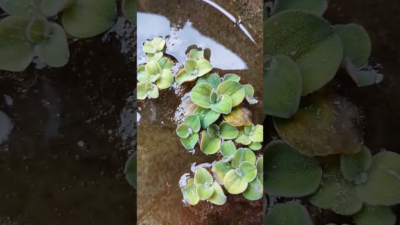 water shower plant pls subscribe for more vedio