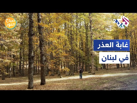 من أكبر غابات الشرق الأوسط غابة العذر في لبنان مقصد السياح ومحبي الهايكينغ  صباح النور