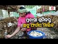 Man becomes successful mushroom farmer in bhadrak