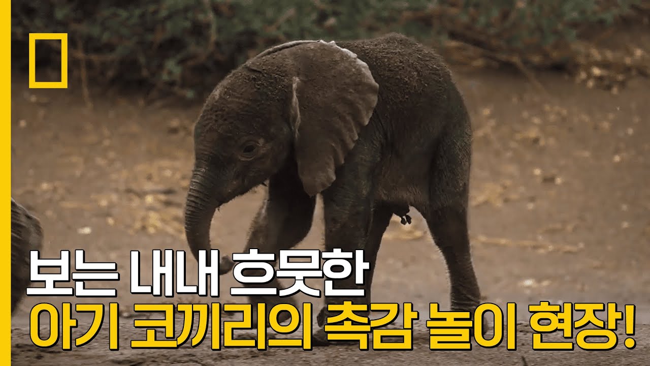 ⁣보는 내내 아빠 미소를 짓게 되는 아기 코끼리의 촉감 놀이 현장 ｜ 코끼리의 비밀
