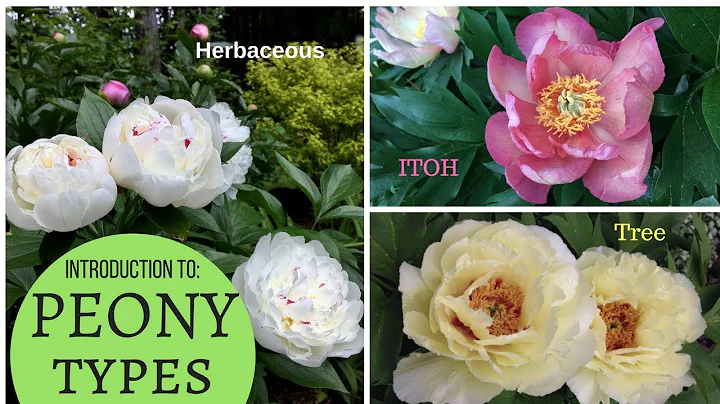 A basic introduction to PEONIES: Herbaceous peony, Tree Peony, Intersectional (ITOH) - DayDayNews