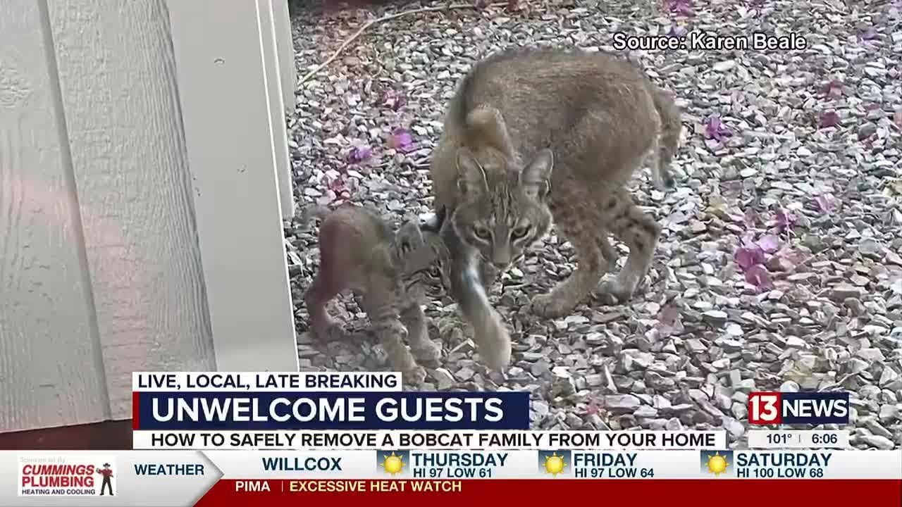 Local family working to remove bobcats from attic YouTube