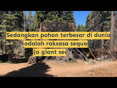 Video: Sequoia - pokok tertinggi di dunia