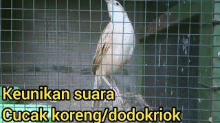 CUCAK KORENG GACOR SANGAT ISTIMEWA