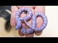 Purple snakes hatching  brian barczyk