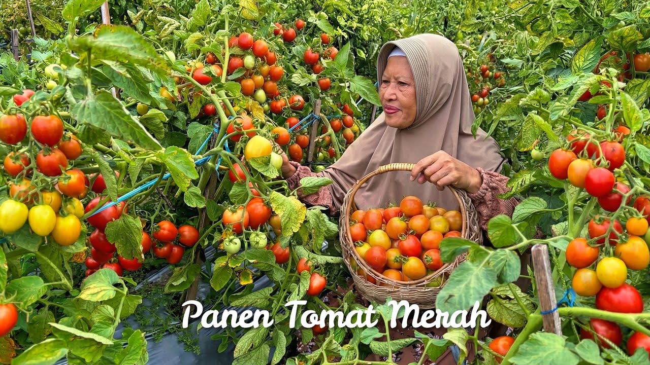 Memetik Tomat Merah di Kebun | Masak Sawi Gulung Ayam Saus Tomat, Tumis Tempe, Kue Sengkulun