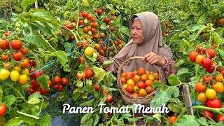 Download Lagu Memetik Tomat Merah di Kebun | Masak Sawi Gulung Ayam Saus Tomat, Tumis Tempe, Kue Sengkulun MP3