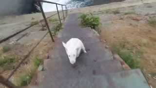 Bull Terrier Brooklyn Boost