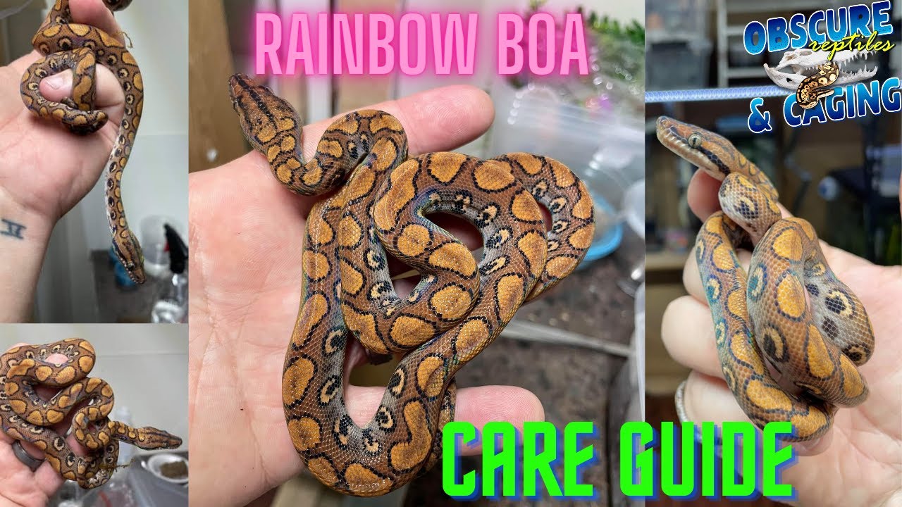 Image showcasing Rainbow boa care guide - YouTube