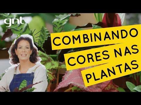 Vídeo: Regras Para Combinar Cores De Plantas No Jardim