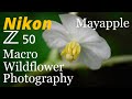 Nikon Z50 • Wildflower Mayapple Macro Photography