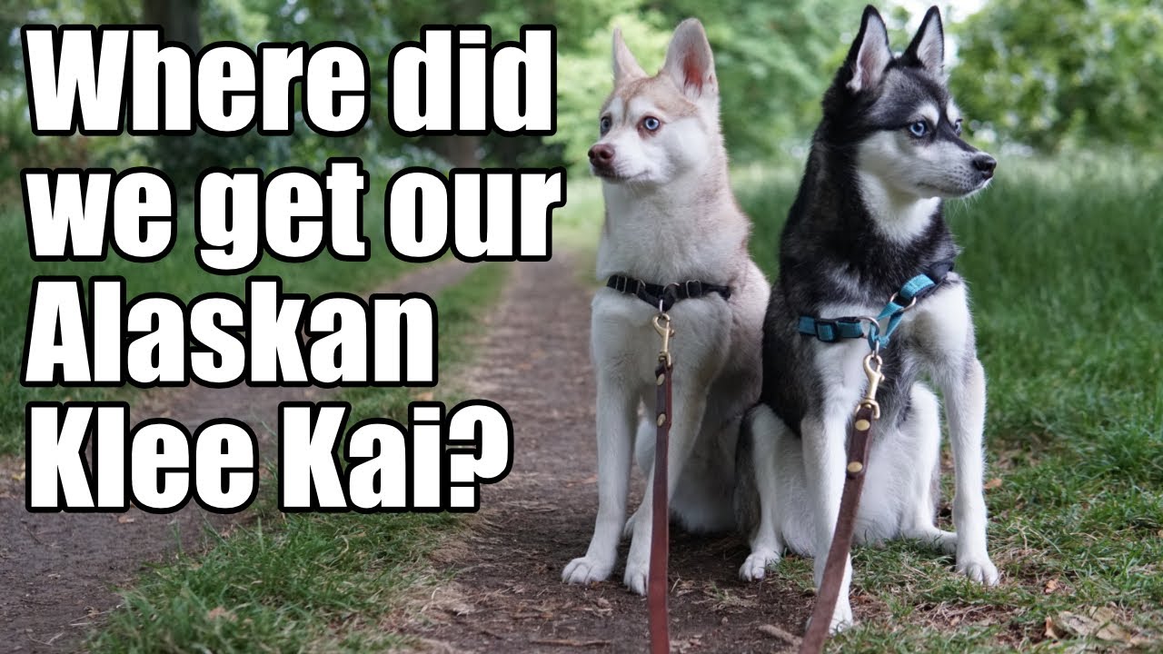 Alaskan Klee Kai Pros And Cons: Our Experience With Klee Kai