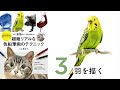 インコ【羽を描く】～超絶リアルな色鉛筆画のテクニック～ ここまる / 色鉛筆画