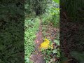 Jalan setapak yg licin menuju sungai 2 Arus #rivernomadRI #shortvideo