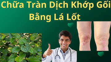 Chữa Tràn Dịch Khớp Gối Bằng Lá Lốt