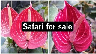 Safari for sale ? මල් සහිත / මල් රහිත? විස්තර සඳහා වීඩියෝව බලන්න forsale  @subaimaorchids8727