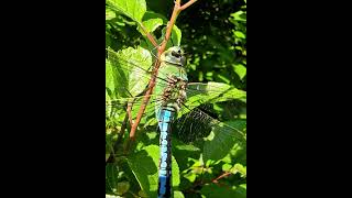 dragonfly closeup, стрекоза крупным планом