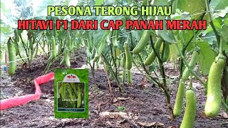 melihat buah terong hijau hitavi f1 dari cap panah merah