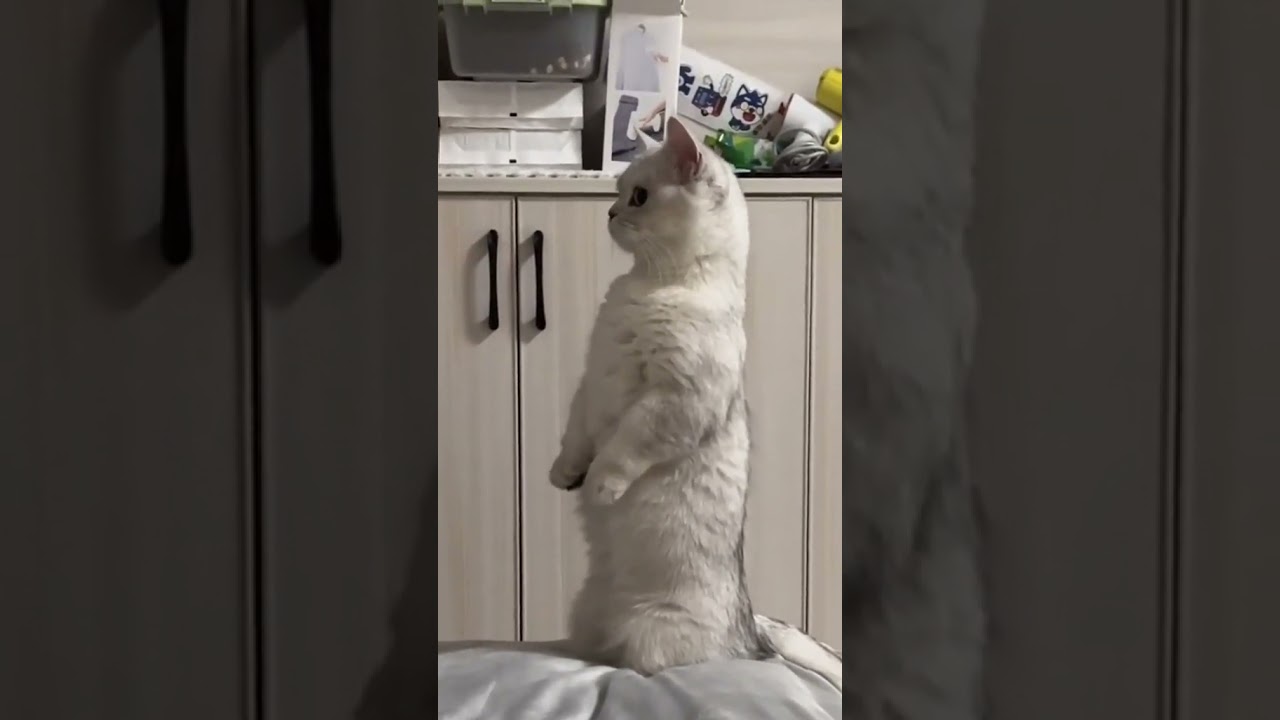 Cats Caught in the Funniest Situations Ever