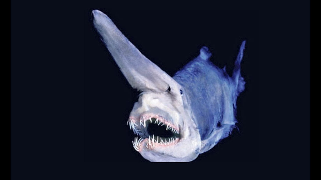 глубоководный удильщик. европейский удильщик. морские чудовища марианской впадины. рыба удильщик марианская впадина. длиннорогий саблезуб малек.