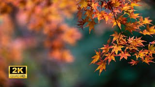 3 Hours of Enchanting Autumn Nature Scenes - Relaxing Piano Music for Stress Relief by Heart Music 204 views 4 months ago 3 hours, 15 minutes