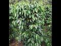 Poda Calavera finca la Esperanza  El salvador