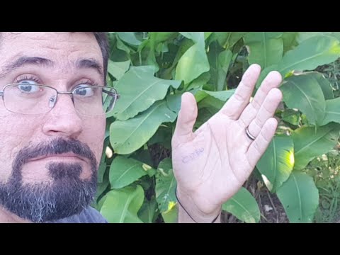 Vídeo: Quais Ervas E Plantas Podem Ser Usadas Para Tratar Doenças Da Tireoide