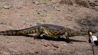 Nile crocodile 🐊 walking