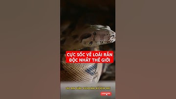 CỰC SỐC VỀ LOÀI RẮN ĐỘC NHẤT THẾ GIỚI#shorts