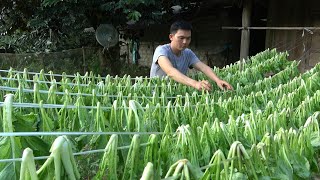 Harvest mountain vegetable and preserve with traditional way. Robert | Green forest life
