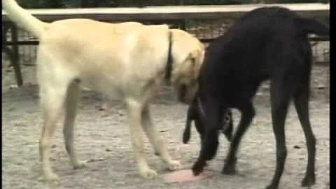 Recognizing the signs of Heat Stroke in Pets