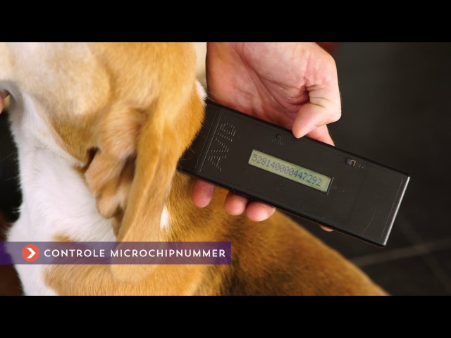 Voordeel 8: Zekerheid door DNA-controle van ouders en pups