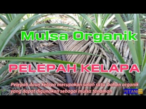 MULSA ORGANIK | Organic Mulch. Pemanfaatan Pelepah Kelapa Sebagai Mulsa